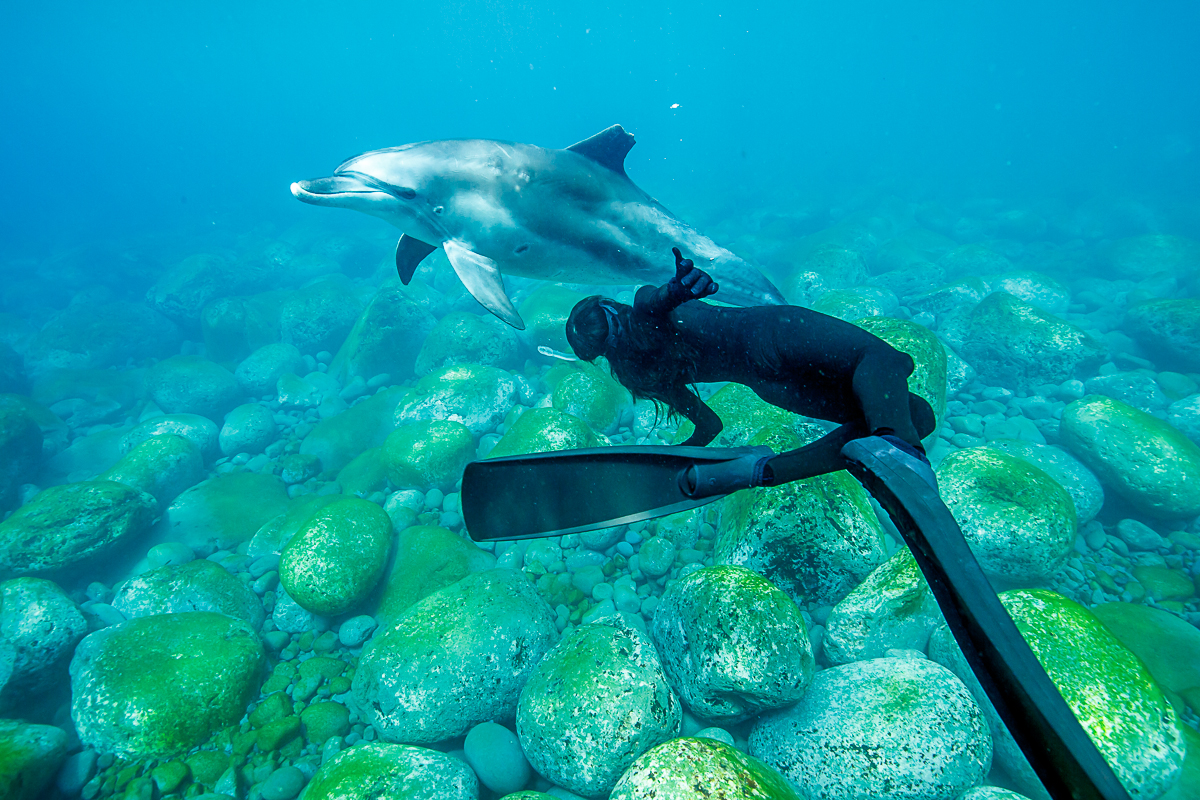 御蔵島ドルフィンスイム動画　～ジョーの群れと遊んだ夏～　2015年8月　スイム船：海豚人丸　宿：御蔵荘