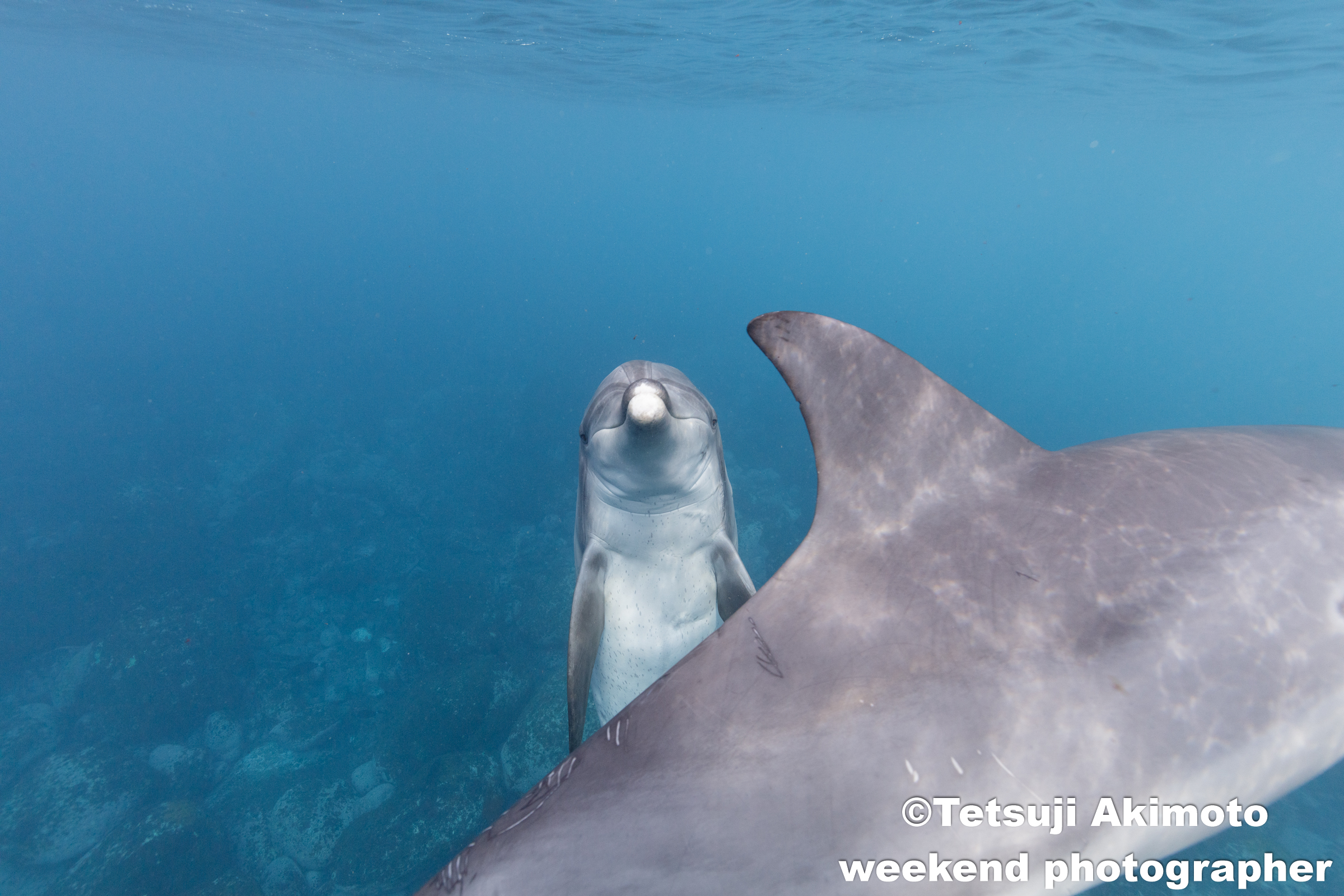 イルカの面白い＆可愛い行動　御蔵島ドルフィンスイム旅　2019年3月