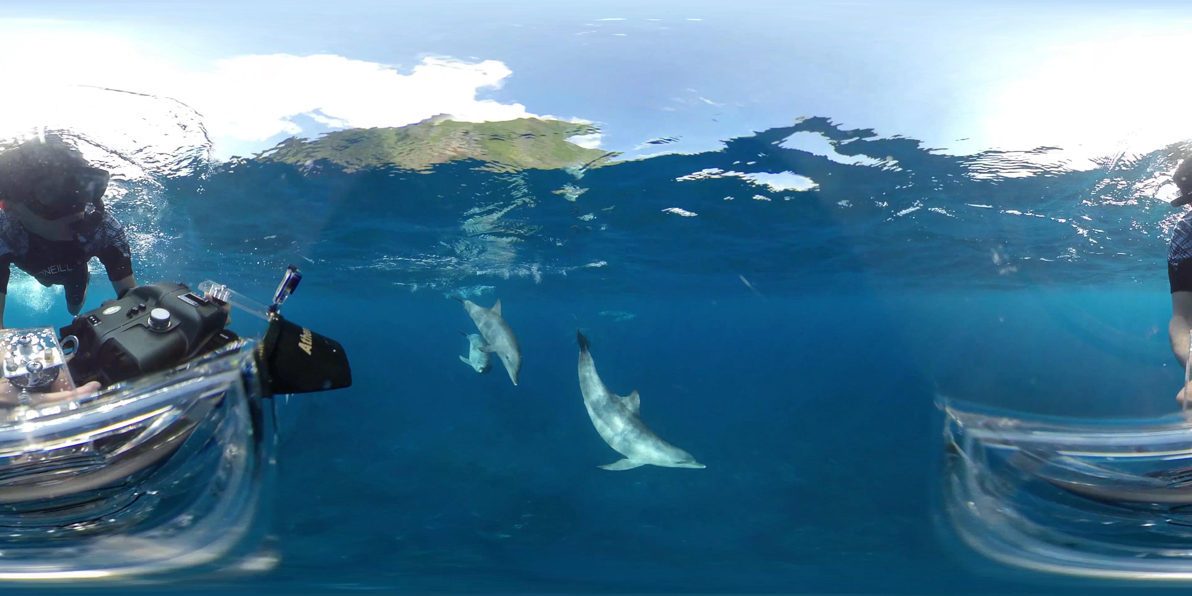 動画　GW　元気いっぱいな子イルカ達にもて遊ばれる御蔵島ドルフィンスイム　2019年