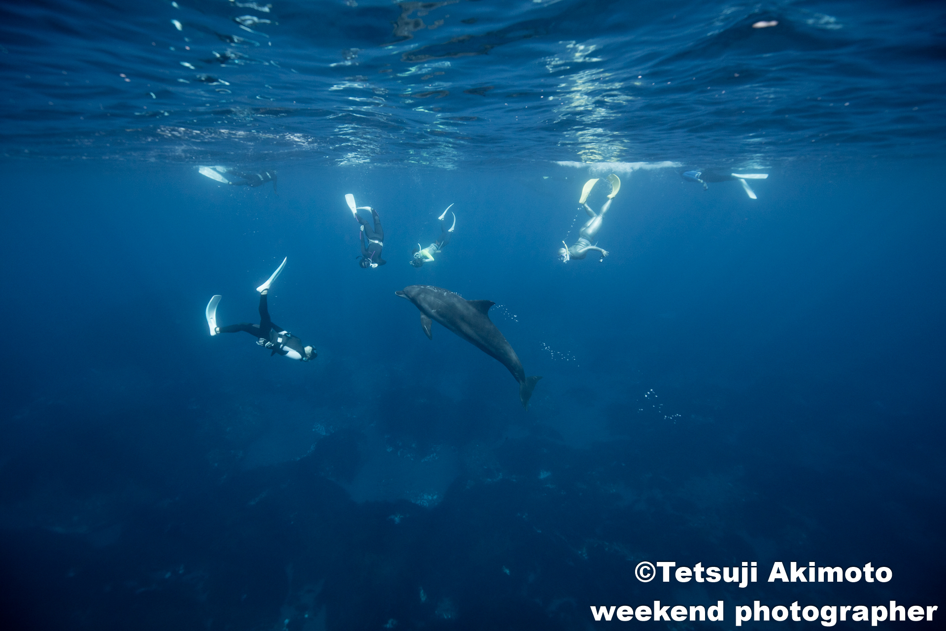 イルカの行動24分間観察、時々遊び  御蔵島ドルフィンスイム旅  船：第八惣栄丸