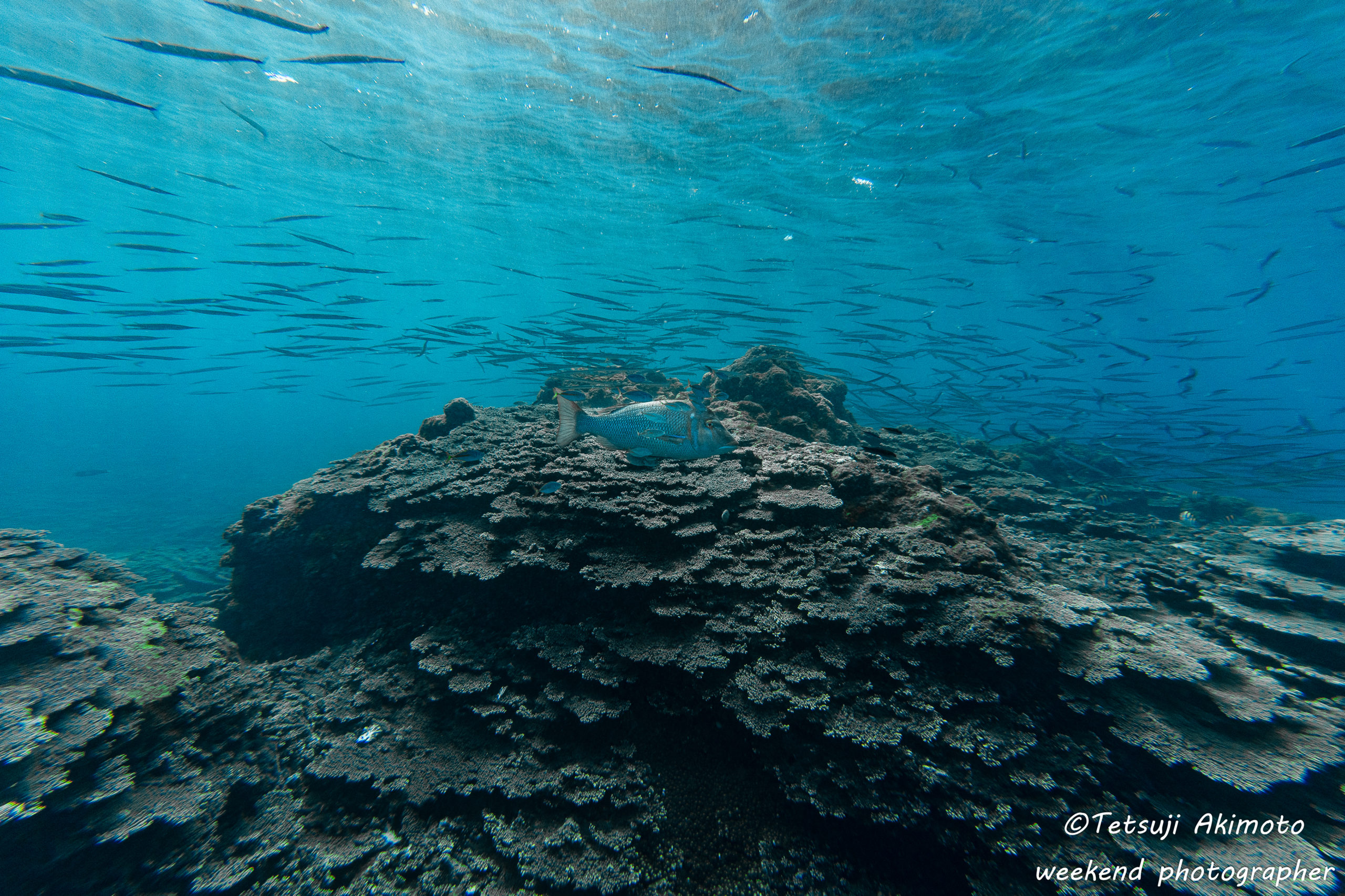 八丈島旅　アオウミガメ　サヨリ大群　三又アーチ　 2021年5月