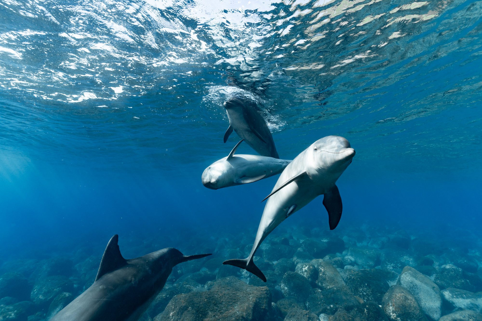 夏真っ盛り黒潮ドーン！の海でイルカと遊ぶ 御蔵島ドルフィンスイム旅 2021年8月